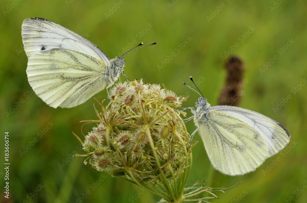 Pieris napi Pieris napi