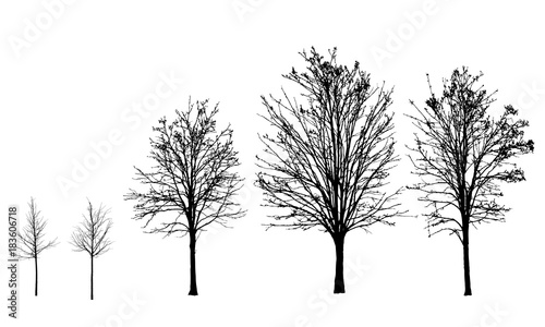 Set of vector silhouettes of trees without leaves in autumn and winter, isolated on background