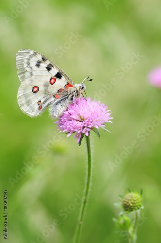 Obraz na płótnie Parnassius apollo