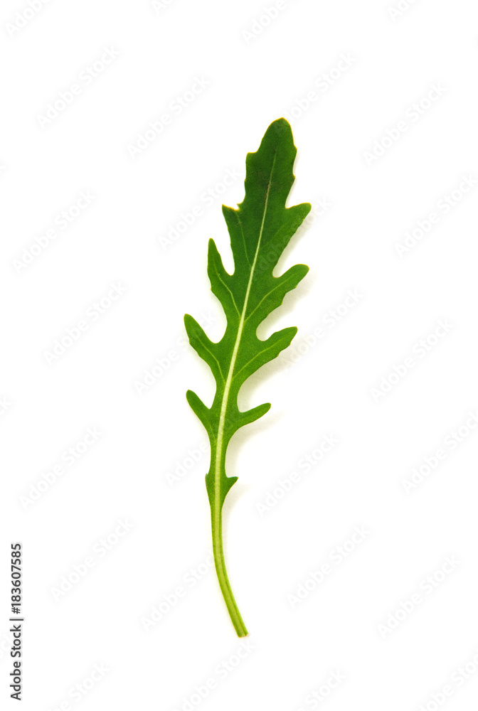Green arugula leaf isolated on white