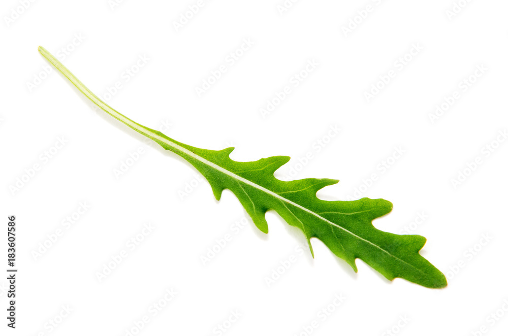 Green arugula leaf isolated on white Green arugula leaf isolated on white