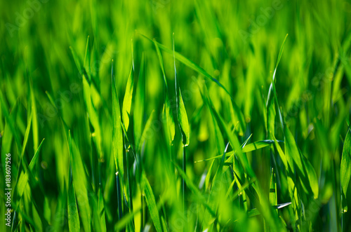 Green grass texture from a field