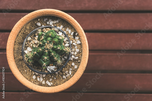 Top view of Cactus plants in flower pot on vintage Wooden table background.