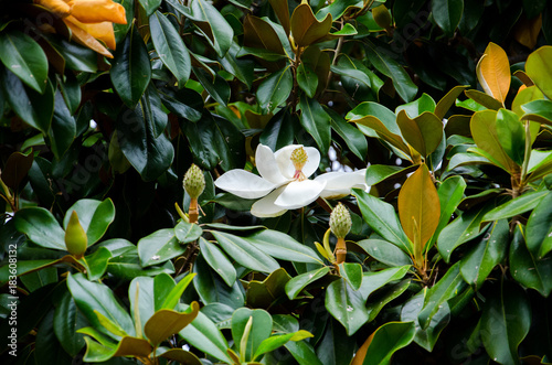 Wallpaper Mural Magnolia white flower Torontodigital.ca