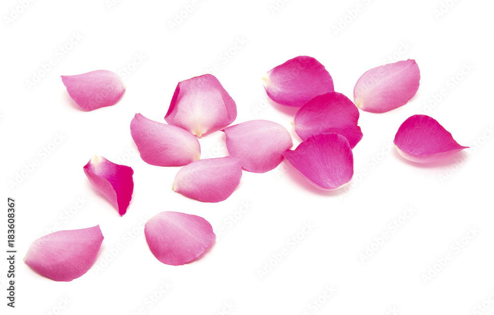 Petals of roses on a white background Petals of roses on a white background