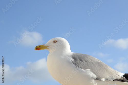 close up on seagull on the beach