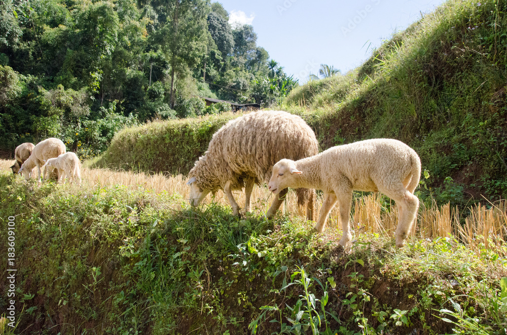 Fototapeta premium Lambs in the rice paddies. Mae Hong Son Thailand