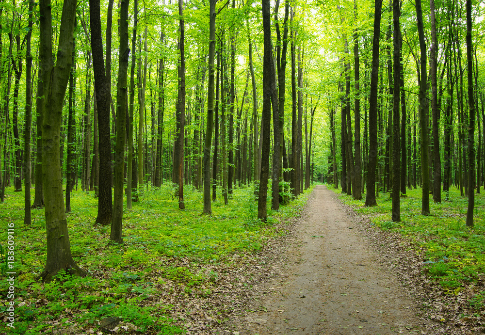 Path in green forest