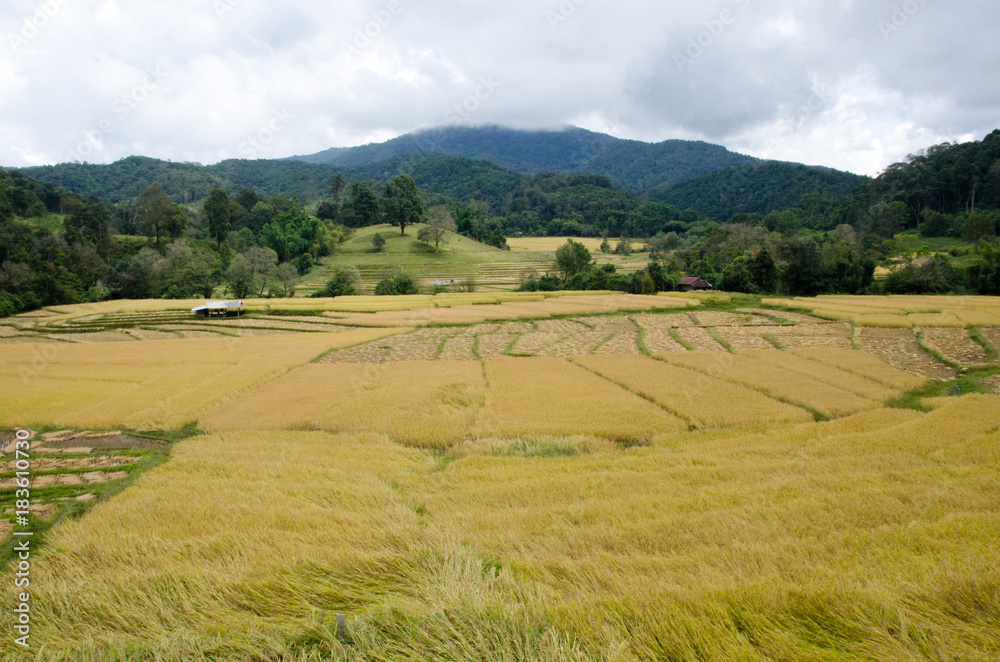 Agriculture landscape after the harvesting in Northern Thailand.