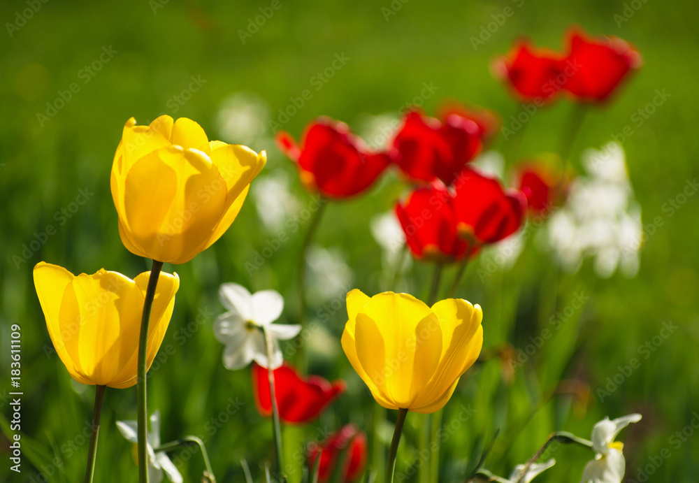 Yellow and red tulips. Yellow and red tulips.
