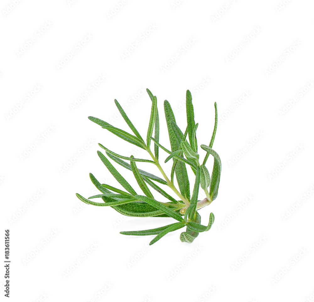 Fototapeta premium rosemary on white background