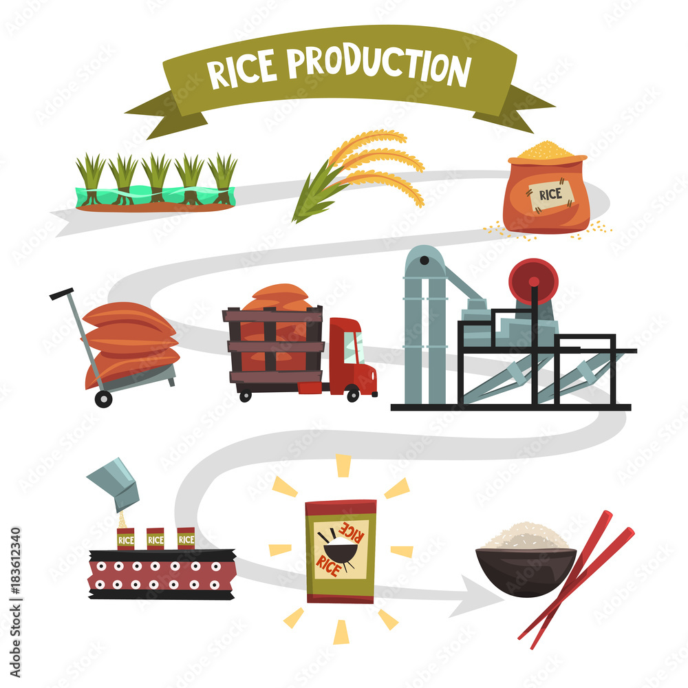 Infographic template of rice production from cultivation to finished ...