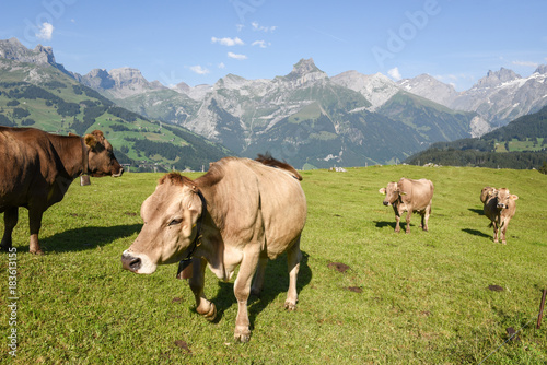 Rural landscape at the village of Engelberg on Switzerland © fotoember