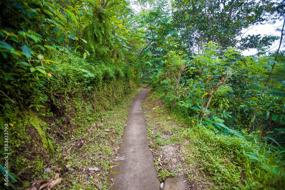 Road in the jungle. Exotic tourism. The rest of the equator. Bali Indonesia