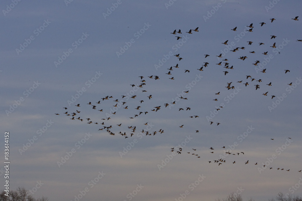 Mighty ducks Mighty ducks