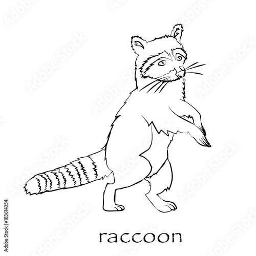 Cute cartoon raccoon isolated