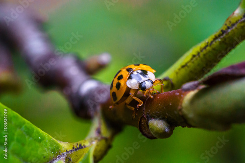A beautiful macro insect called ladybug on the branch and leave of the tree. It has orange color and black spots. Coccinellidae is a small beetles.  names ladybird beetles or lady beetles.