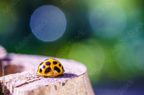 A beautiful macro insect called ladybug with blurry background. It has orange color and black spots. Coccinellidae is a widespread family of small beetles.  names ladybird beetles or lady beetles. photo