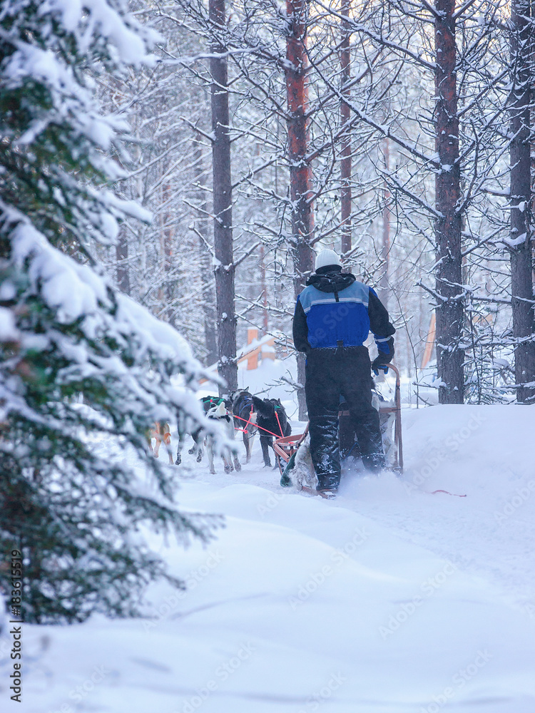 Woman riding husky sleigh in Lapland in winter Finnish forest
