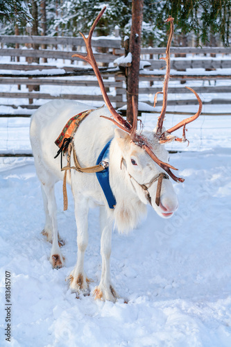 Reindeer at farm in winter Lapland Rovaniemi Finland © Roman Babakin