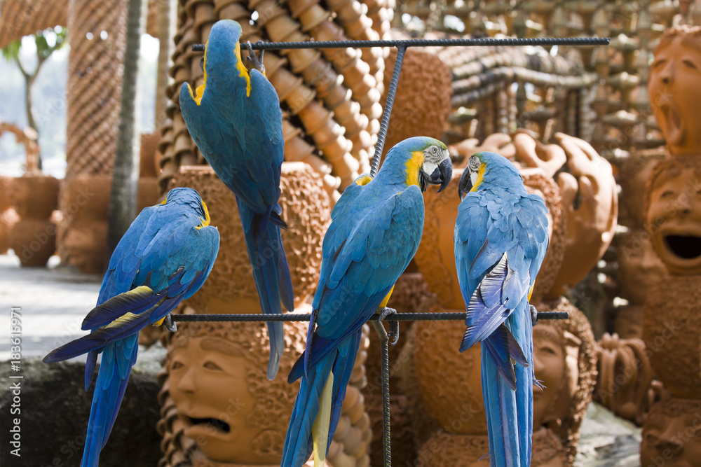Obraz premium Parrots. Macaw.