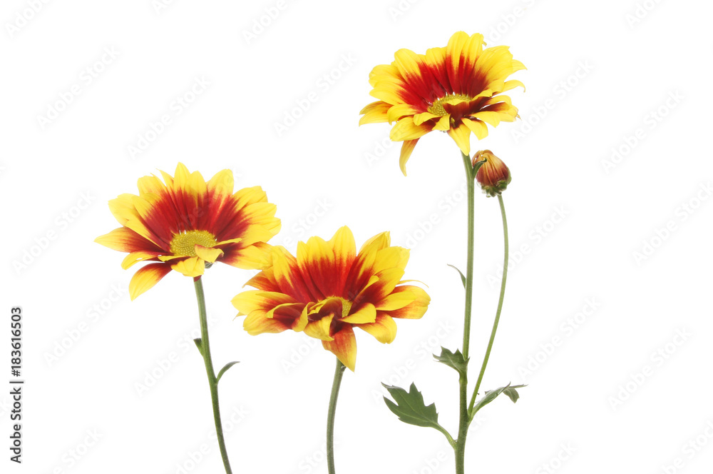 Red and yellow chrysanthemum flowers Red and yellow chrysanthemum flowers