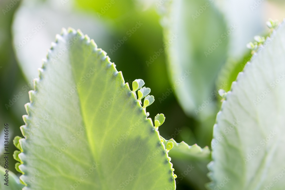 Types Of Modified Leaves