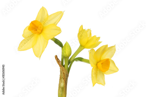 Narcissus flowers closeup