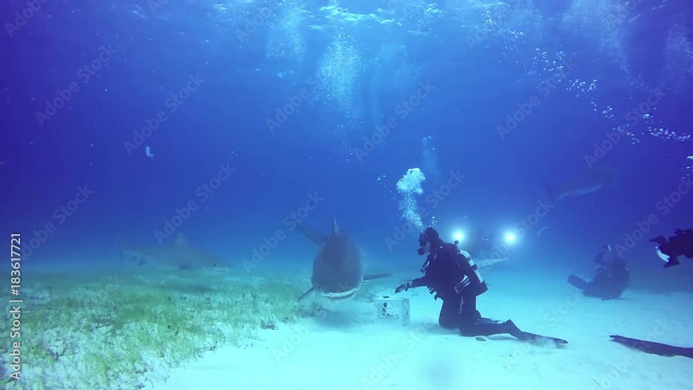 Diver controls shark underwater on sandy bottom of of Tiger Beach Bahamas. Extreme scuba diving. Swimming with a predator in pure blue water. Unique video. Diver controls shark underwater on sandy bottom of of Tiger Beach Bahamas. Extreme scuba diving. Swimming with a predator in pure blue water. Unique video.