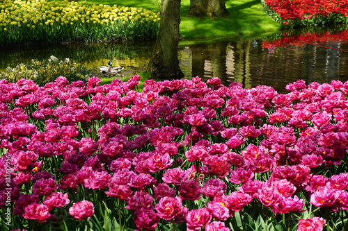 A beautiful colorful flower garden in Keukenhof, Nedherland. Famous tulips garden in Europe. Visited by many tourists around the world for holiday. 