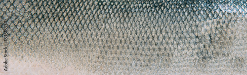 Photography Fish skin texture pattern background