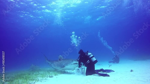 Wallpaper Mural Bull Sharks feeding underwater on sandy bottom of Tiger Beach Bahamas. Extreme scuba diving. Swimming with a dangerous predator Carcharhinus leucas in pure blue water of Atlantic Ocean. Torontodigital.ca