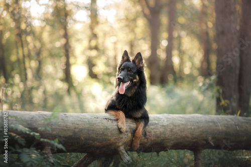 Czech shepherd dog outdoors