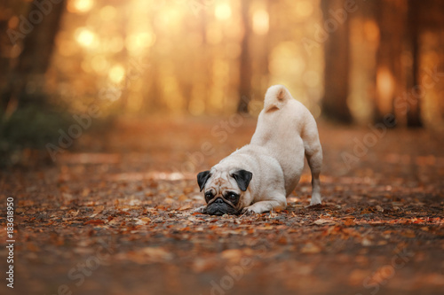 Konstfotografi Dog pug outdoors