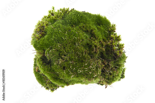 moss isolated on white background