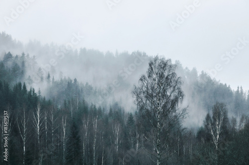 pine tree forest on mountain range in fog 