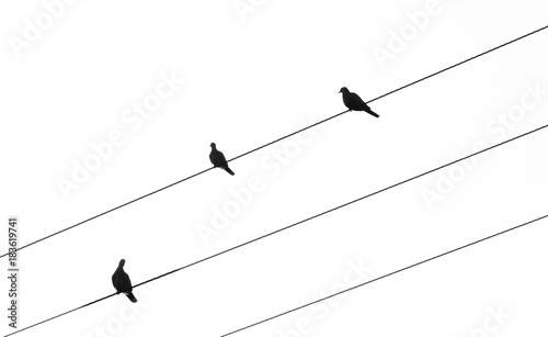 Canvas Print Silhouette of birds sitting on electric cables