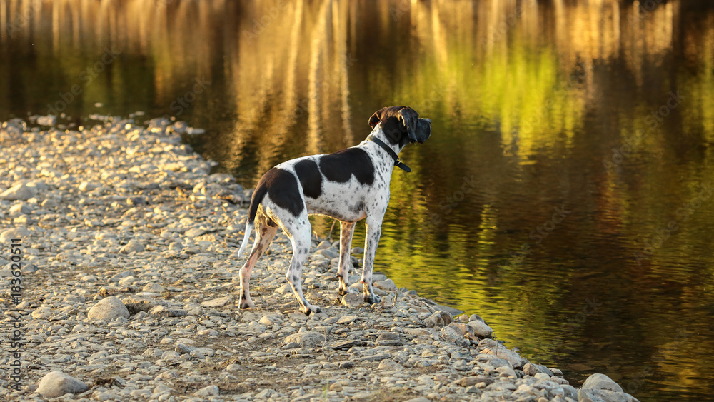 Dog pointer watching warm autumn sunset at the lake Dog pointer watching warm autumn sunset at the lake