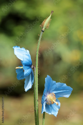 blauer Scheinmohn Makro Hochformat photo