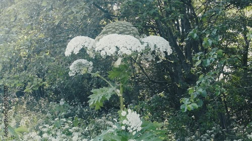 Giant herb Hogweed Sosnowski 
 photo