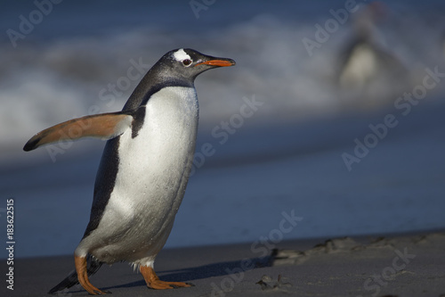 Gentoo Penguin  Pygoscelis papua  on a sandy beach on Sea Lion Island in the Falkland Islands.