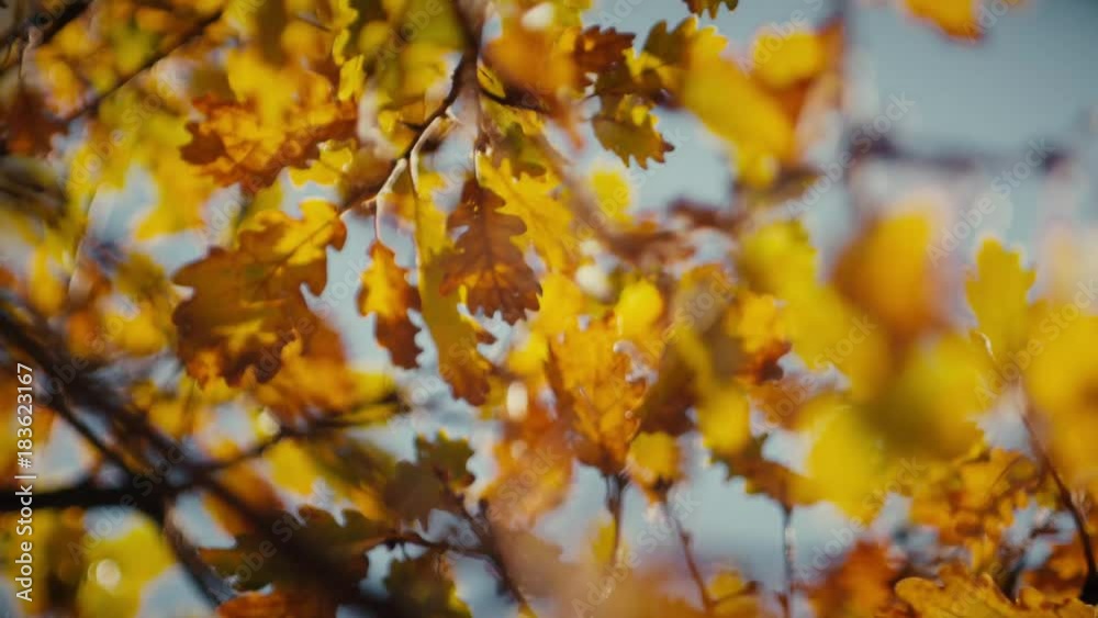 A vertical tracking shot of the yellowed leaves of an oak tree A vertical tracking shot of the yellowed leaves of an oak tree