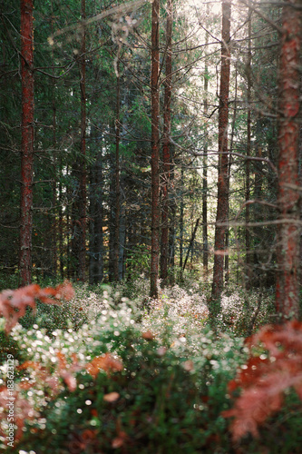 in a pine forest in the early morning