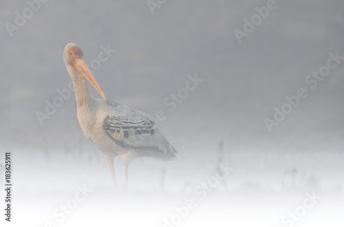 Painted Stork in Misty morning photo