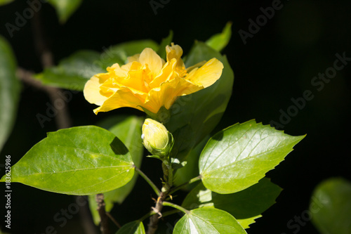 Yellow Hibiscus Flower in black dard background photo