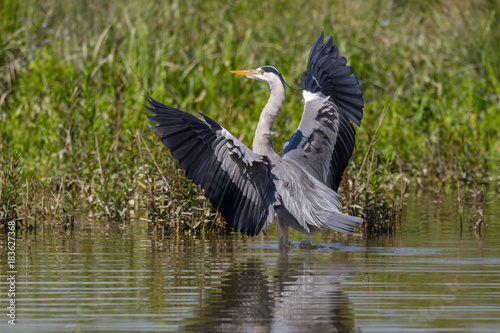 gray heron bird (ardea cinerea) landing in water at reed belt