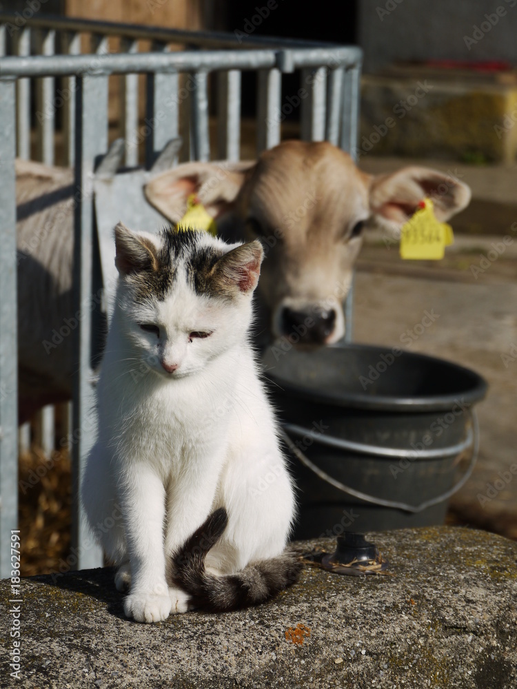 cow and cat