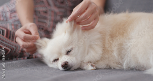 Pet owner massage on her dog