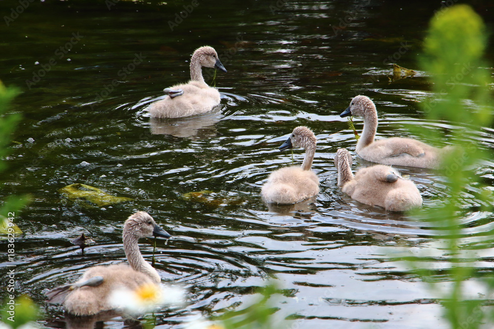 Fototapeta premium St. James’s Park