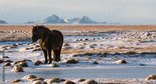 Icelandic horse at sunset